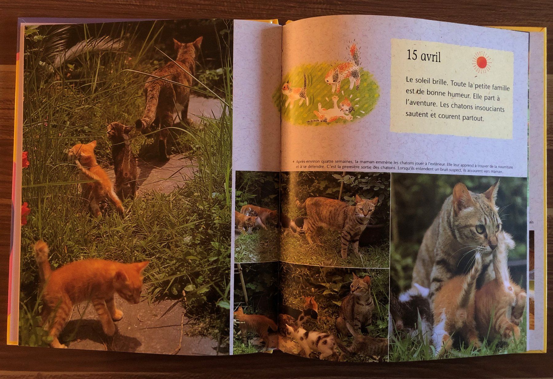 Libri: 8 livres Gros plan sur les animaux – Nuovo (secondo la descrizione) da Fribourg venduto da Alexia90 2