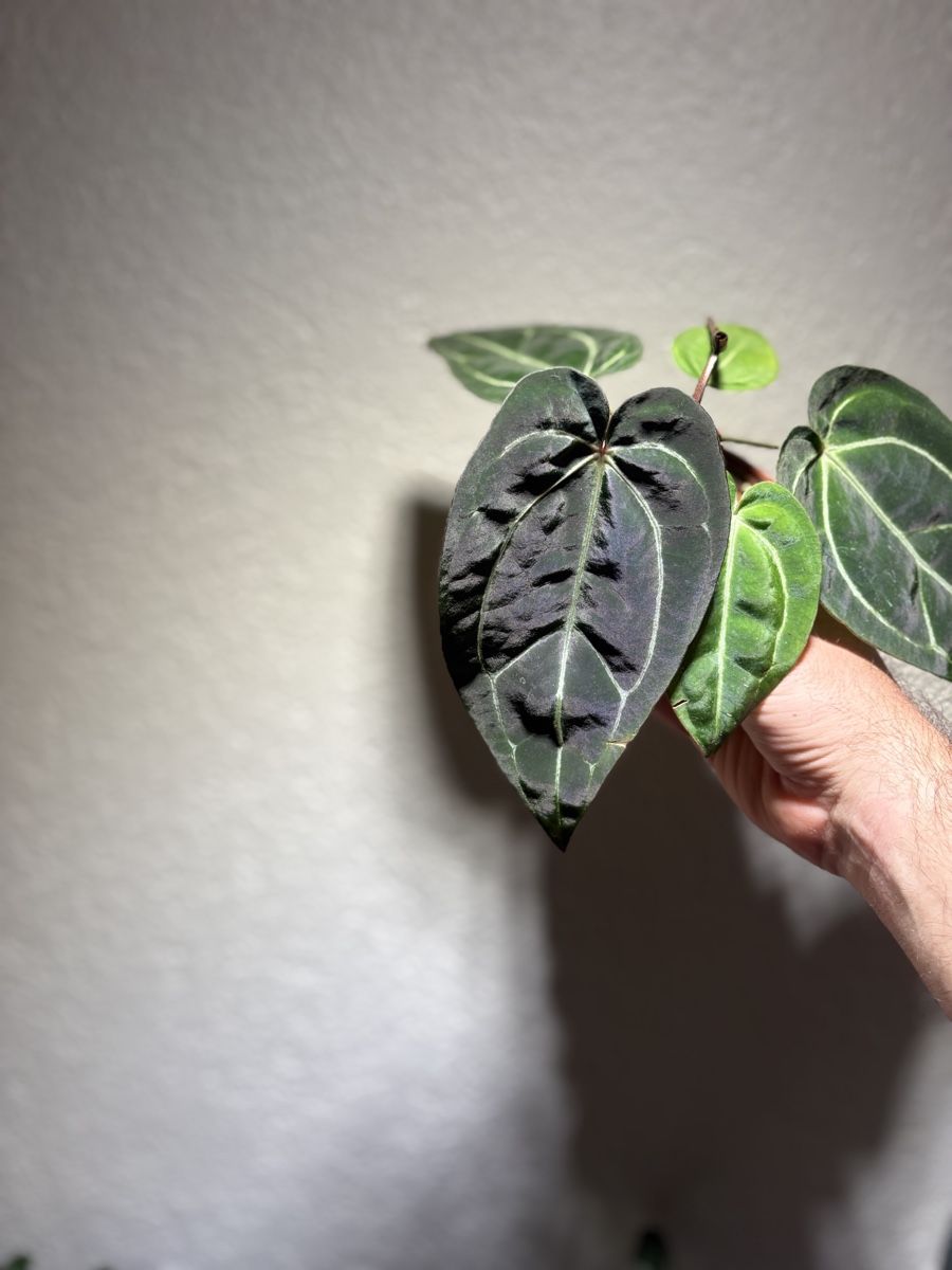 Plantes & graines: Anthurium Carlablackiae x noid  – D'occasion à Chézard-St-Martin par marcomix01 9