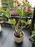 Wüstenrose Sukkulente  kräftig 