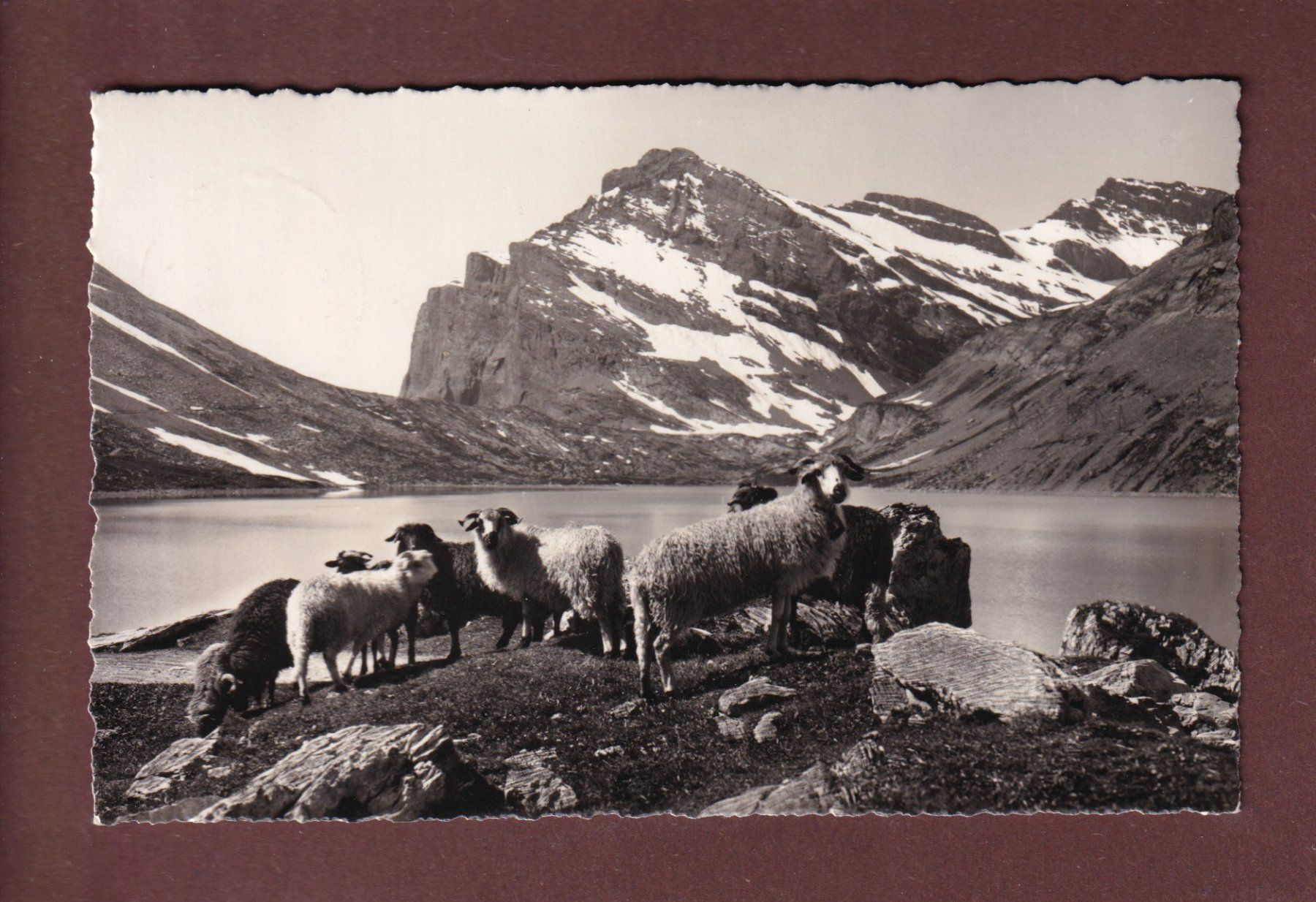 Cartoline postali: GEMMIPASS - Schafherde am Daubensee - 1938 – Usato da Pully venduto da nicecards-shop