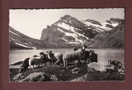 GEMMIPASS - Schafherde am Daubensee - 1938