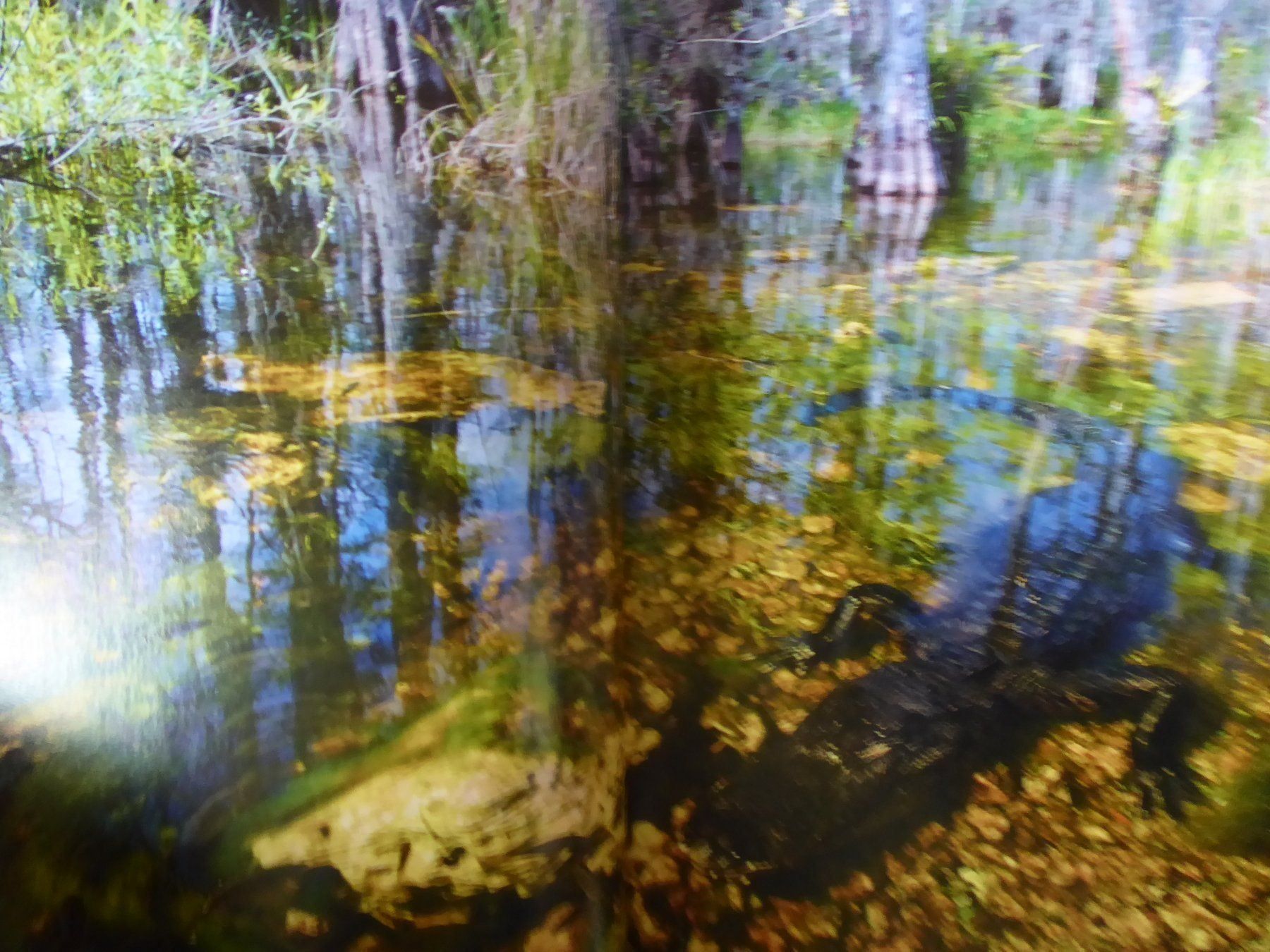 Bücher: Toller Reiseführer: Florida, Dumont 2009 – Gebraucht aus Turbenthal von Panau 3