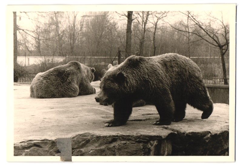 Fotografie &  Plakate: 14 Berlin, Zoologischer Garten, Leopard, – Gebraucht aus Berlin von bartko-reher 1
