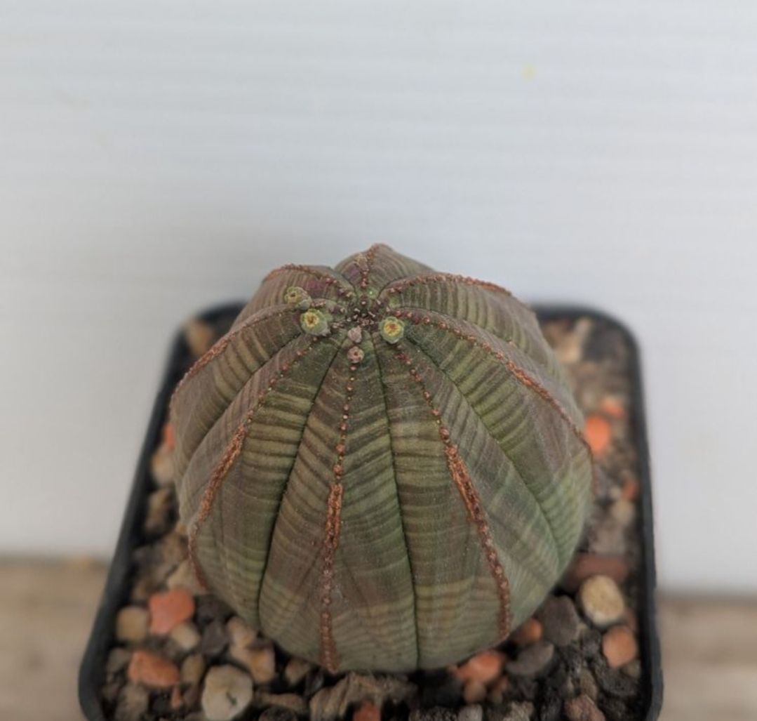 Piante & sementi: Euphorbia obesa  – Usato da Comano venduto da che_8lc2