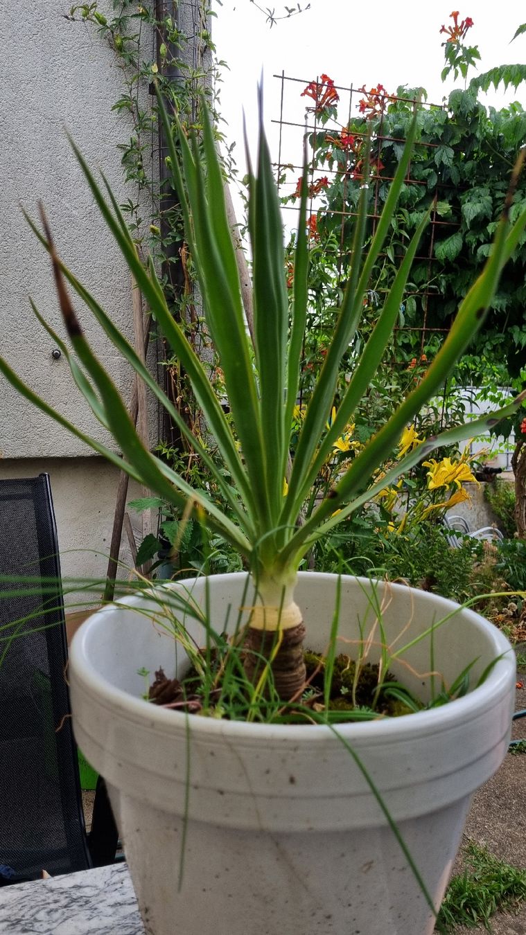 Piante & sementi: Yucca gloriosa, winterhart – Usato da Oberentfelden venduto da Myri13 2