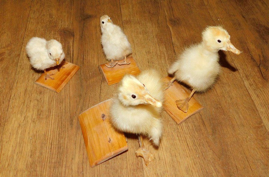 Welt der Tiere: Echte Kücken ausgestopft, 4 Stück – Gebraucht aus Villnachern von Niggo0