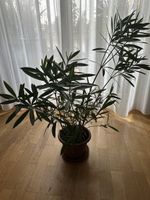 Oleander rosa kräftig ca 90 cm