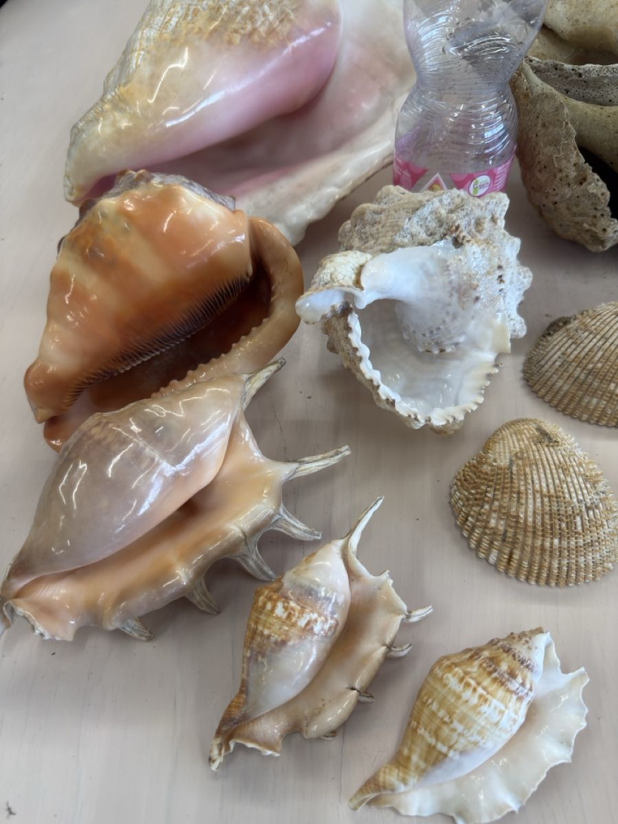 Tutte le decorazioni: Echte grosse Muscheln  – Usato da Zuzwil SG venduto da Pomy