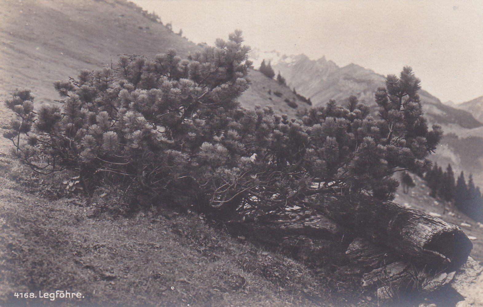 Cartoline postali: Legföhre – Usato da Cormoret venduto da Pascalll2001