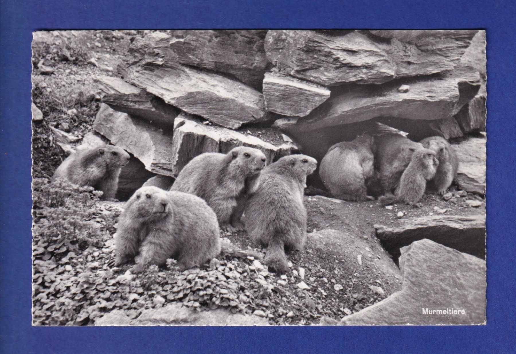 Cartes postales: MARMOTE / MURMELTIERE – D'occasion à Pully par nicecards-shop