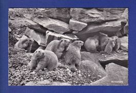 MARMOTE / MURMELTIERE
