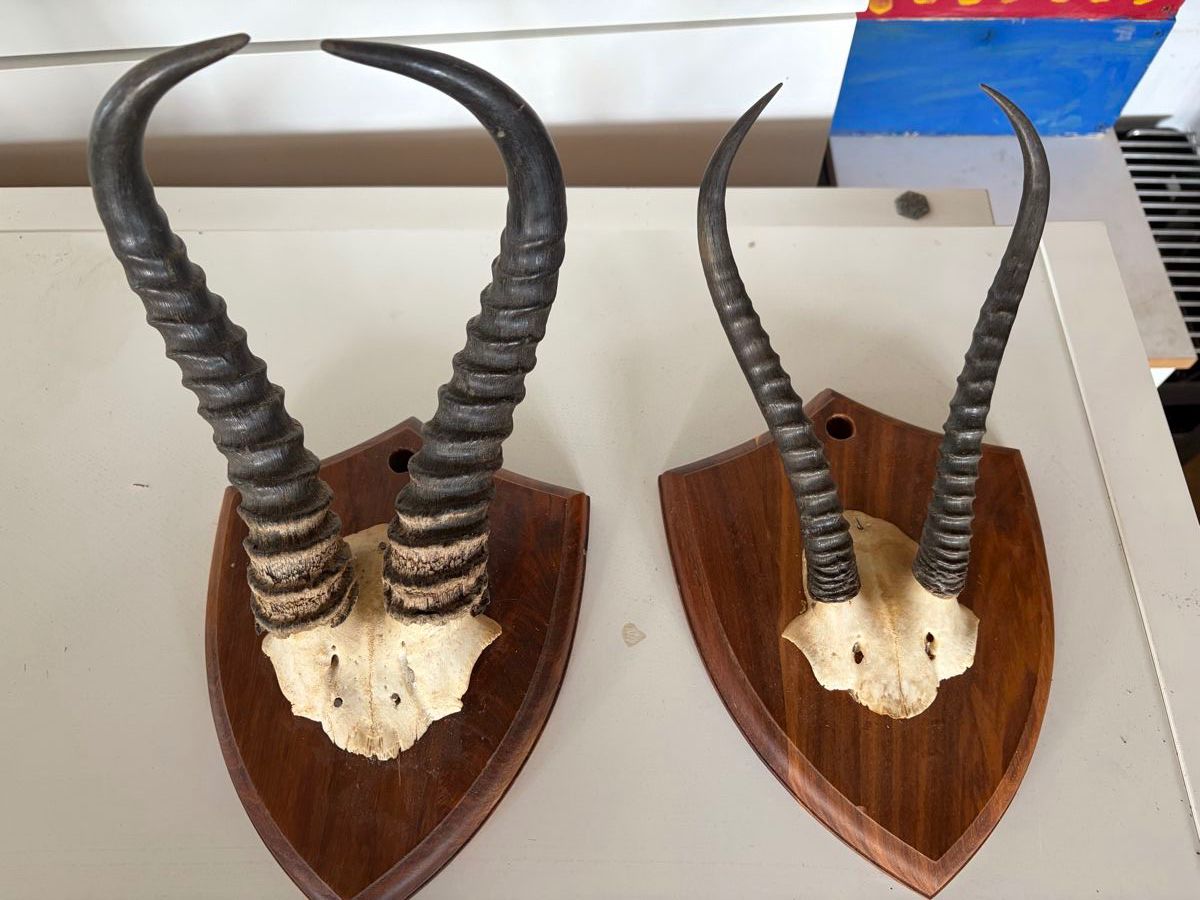 Sonstiges zum Sammeln & Seltenes: Geweih Afrikanischer Springbock – Gebraucht aus Au SG von angiel03