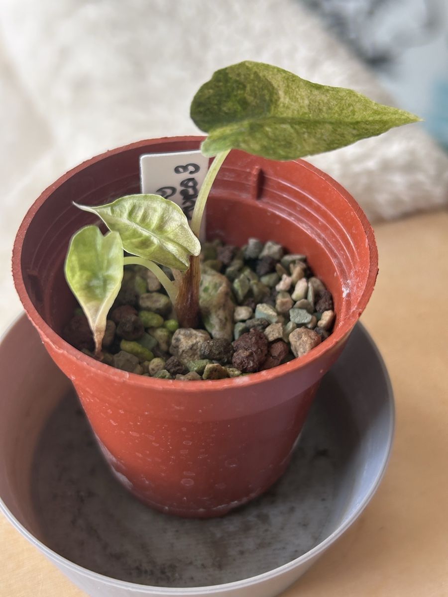 Pflanzen & Samen: Alocasia Polly Aurea – Neu (gemäss Beschreibung) aus Scherzingen von Elefantenohr.ch