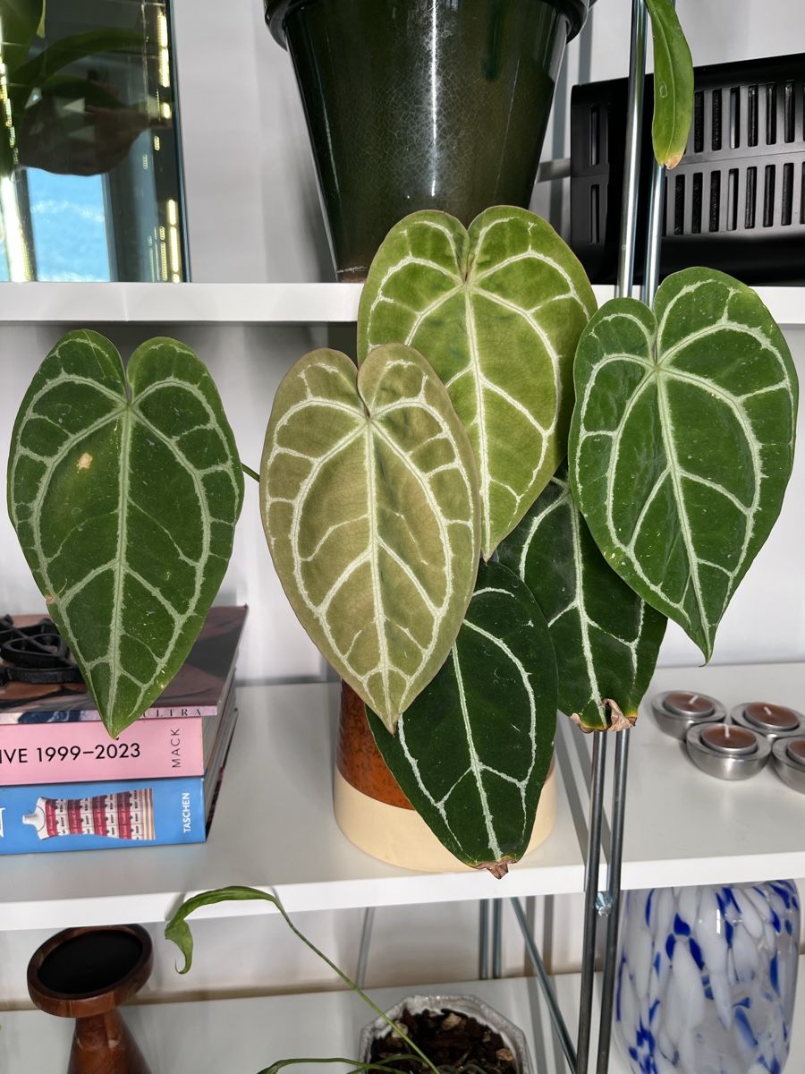 Piante & sementi: Anthurium Crystallinum  – Usato da Lugano venduto da Elo_T