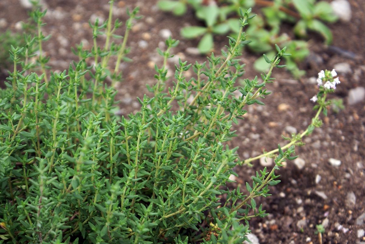 Piante & sementi: Plants de thym bio a replanter – Nuovo e nell'imballaggio originale da MARLY venduto da AISLEE 1