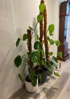 Monstera Variegata Blumen Pflanzen Blumentopf Pflanzentopf