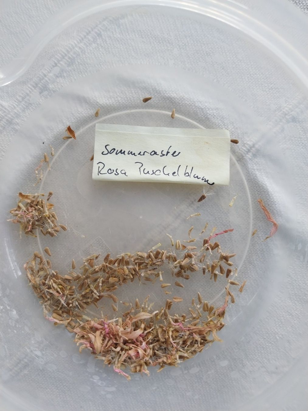 Piante & sementi: Samen Sommeraster Rosa 15Stk. – Usato da Schwaderloch venduto da bademeister79 1