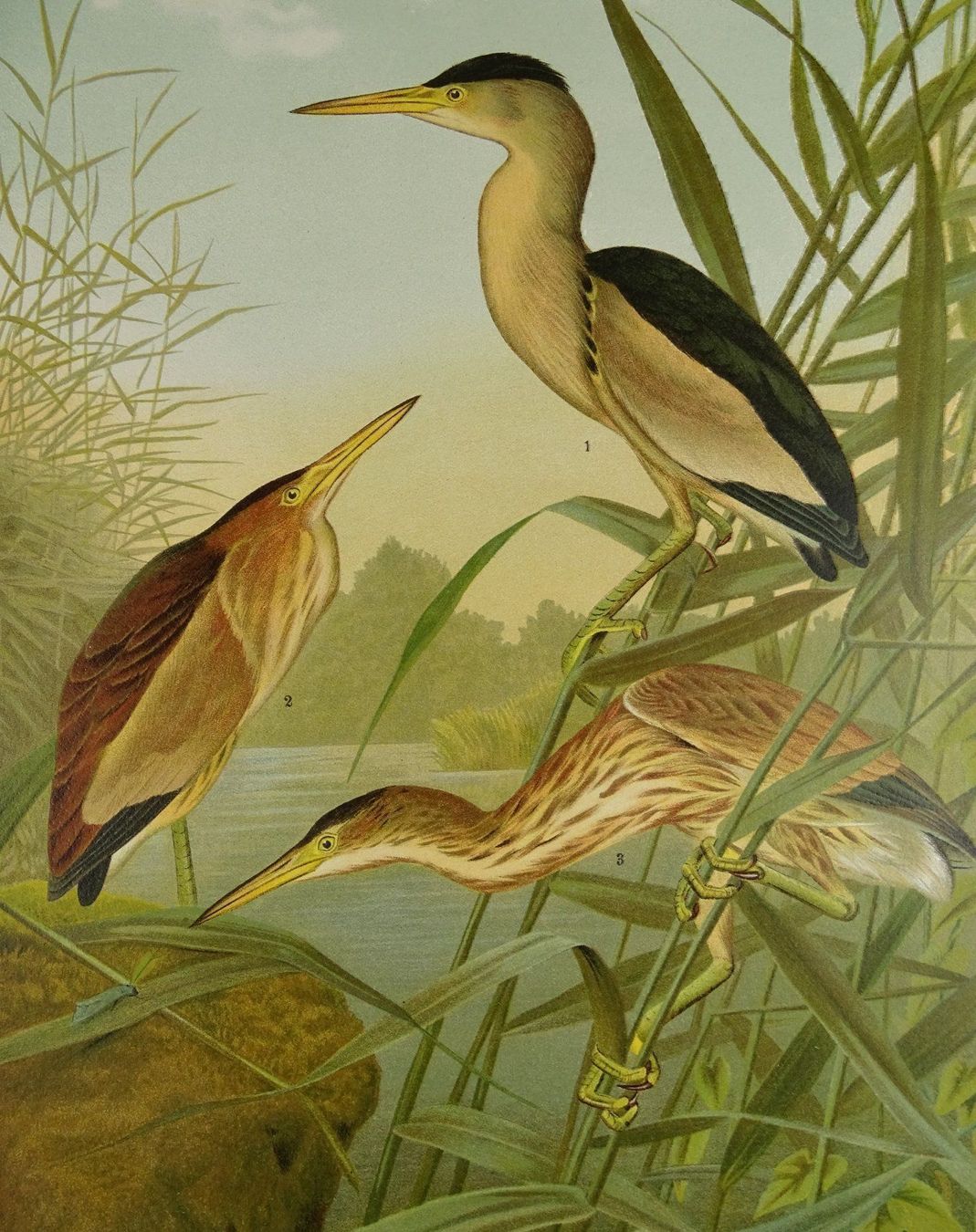 Incisioni: KL. ROHRDOMMEL, CHROMOLITHOGRAPHIE 1900 – Usato da Grüningen venduto da Kartensammler 2