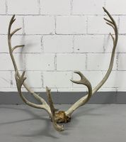 HIRSCHGEWEIH, GEWEIH, DEKO, JAGD, LANDHAUS-STIL, 12-ENDER