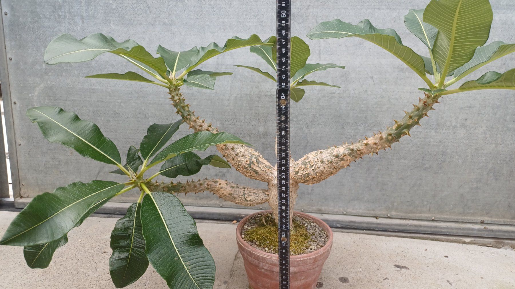 Pflanzen & Samen: Pachypodium baronii – Gebraucht aus Neftenbach von QuiQuo 1