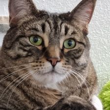 Profile image of Hurikan