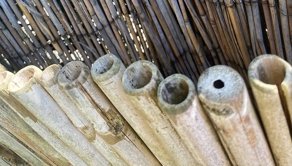 Paravents: 2 Stück Sichtschutz Bambusrohr – Gebraucht aus Küssnacht am Rigi von sunny868 4