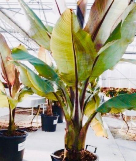 Piante & sementi: 5 SAMEN GRAINES SEMI Schneebananen Palme – Nuovo e nell'imballaggio originale da Rovio venduto da POSITIFFARTandPLANTS 2