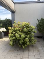 Grosse Hortensie mit Topf auf Rollen