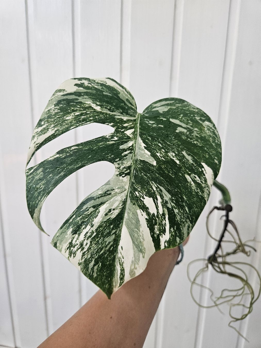 Pflanzen & Samen: Monstera Deliciosa " Variegata" Steckling – Neu (gemäss Beschreibung) aus Morbio Superiore von kho_zdz8