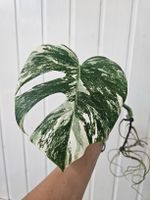 Monstera Deliciosa " Variegata" Steckling