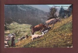 Environs de ZERMATT - Chèvres - Vaches - 1948 // pli //