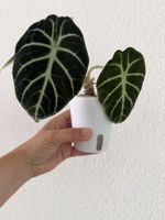 Alocasia Ninja im SB-Topf