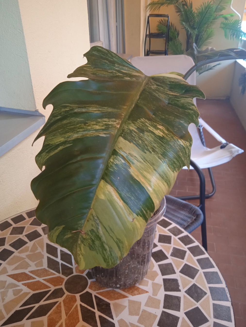 Plantes & graines: Philodendron caramel marble – D'occasion à Lausanne par kta_tss7 1
