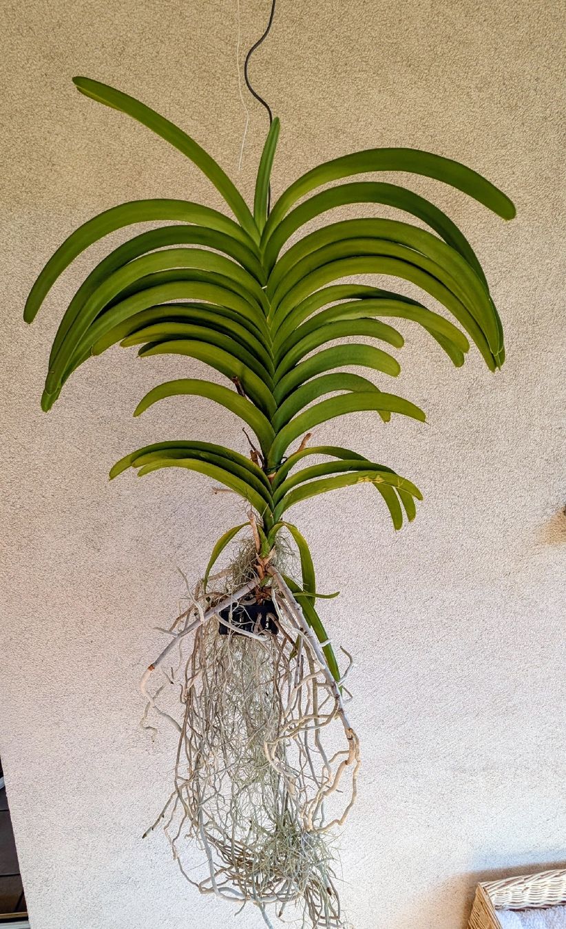 Pflanzen & Samen: Vanda Orchidee blau/violett Blüte – Gebraucht aus Untervaz von Lyraia