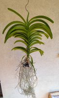 Vanda Orchidee blau/violett Blüte
