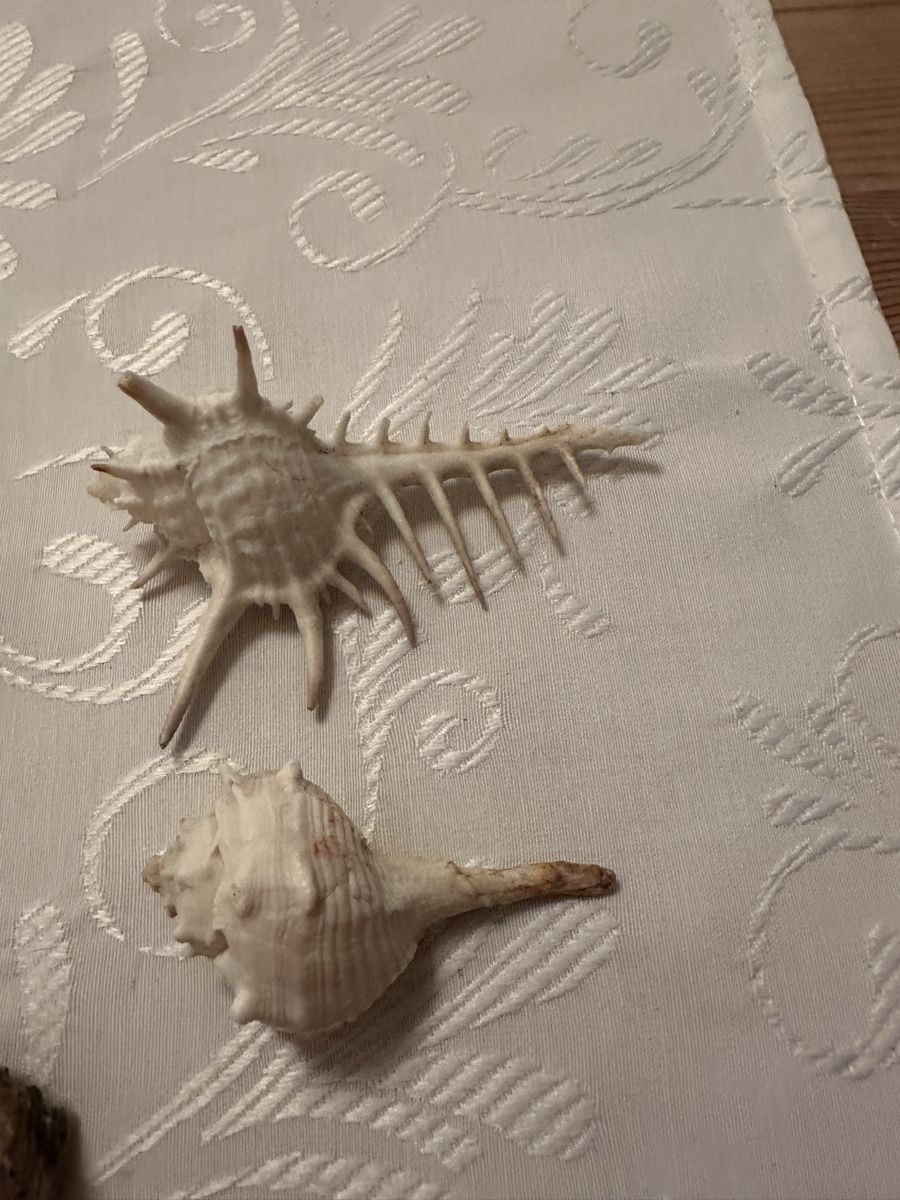 Tutte le decorazioni: Muscheln. – Usato da Schöfflisdorf venduto da Katrins02 2