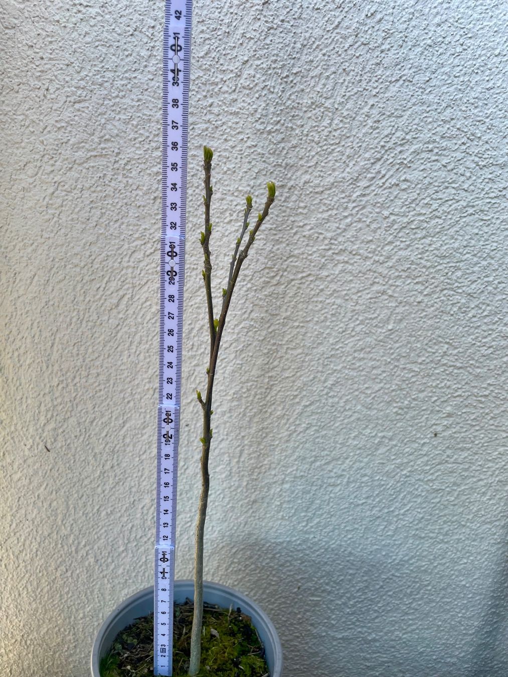 Piante & sementi: HIBISKUS - STRAUCH - EIBISCH - WEISS ODER LILA CA 50 CM – Nuovo (secondo la descrizione) da Buchs AG venduto da fischli610 8