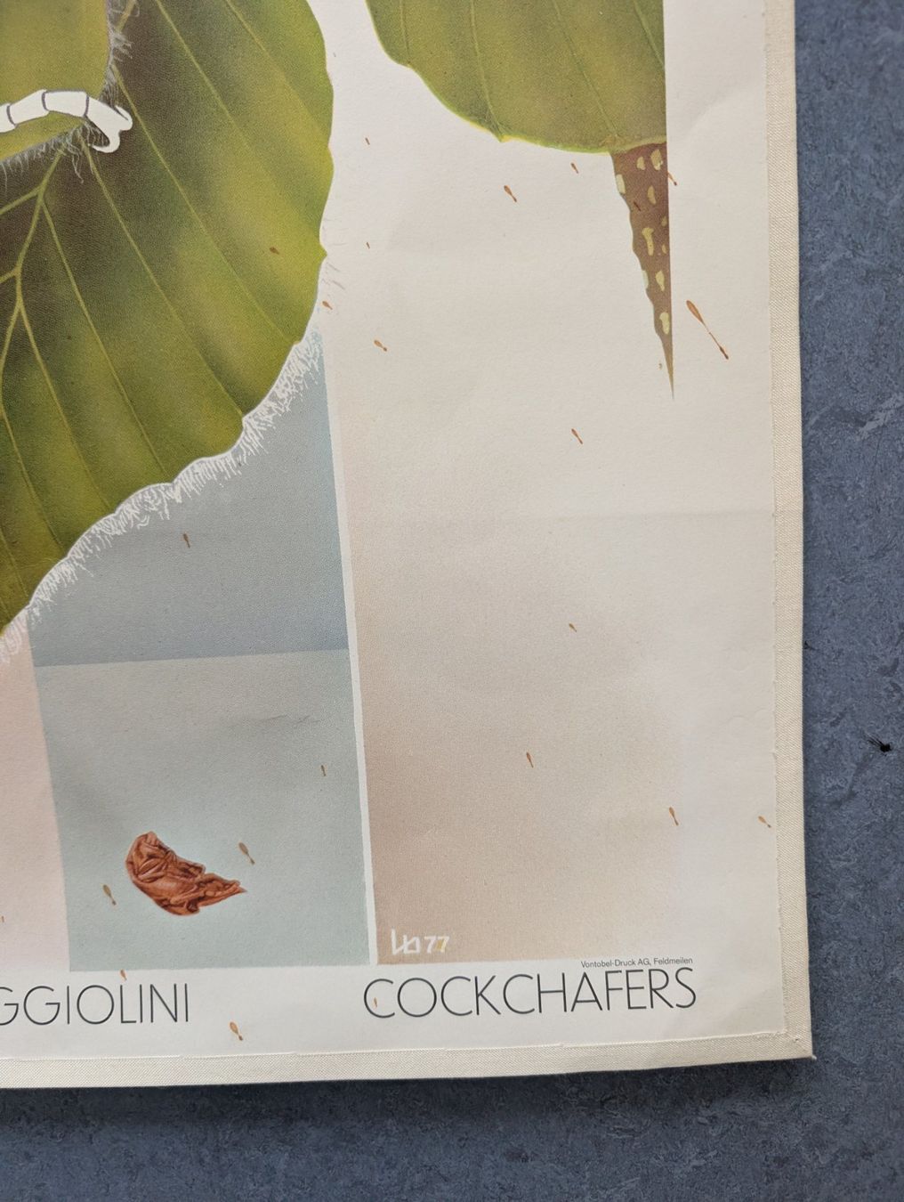 Foto & Immagini: Schulwandbild Nr 182 - Maikäfer – Usato da Luzern venduto da JenKu 3