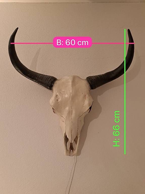 Monde des animaux: Tierschädel mit LED - Rinderschädel – D'occasion à Rothrist par yol_sp9c 1
