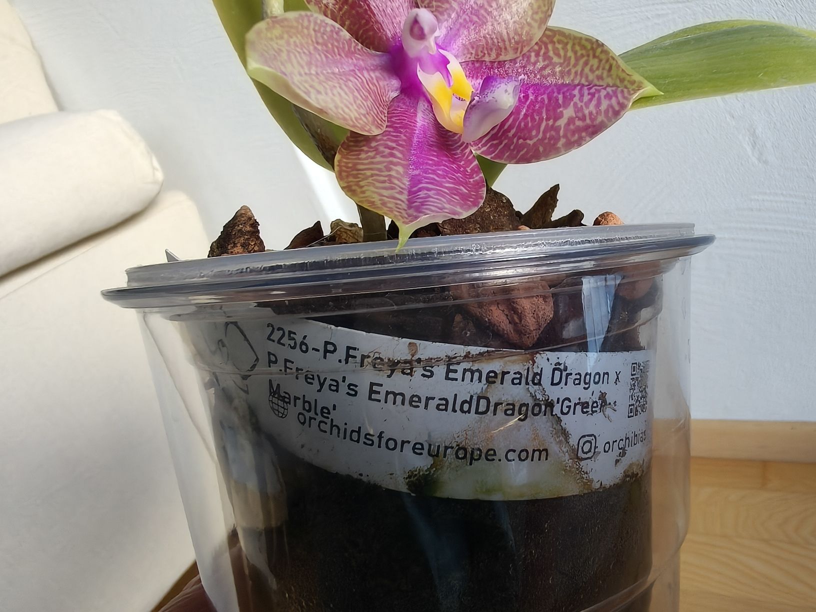 Piante & sementi: Phalaenopsis Freya Emerald Dragon – Usato da Chamoson venduto da Yuriyaa 3