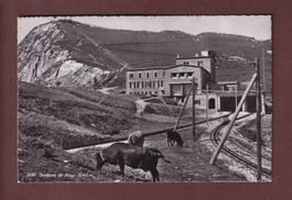 ROCHERS DE NAYE - Vaches
