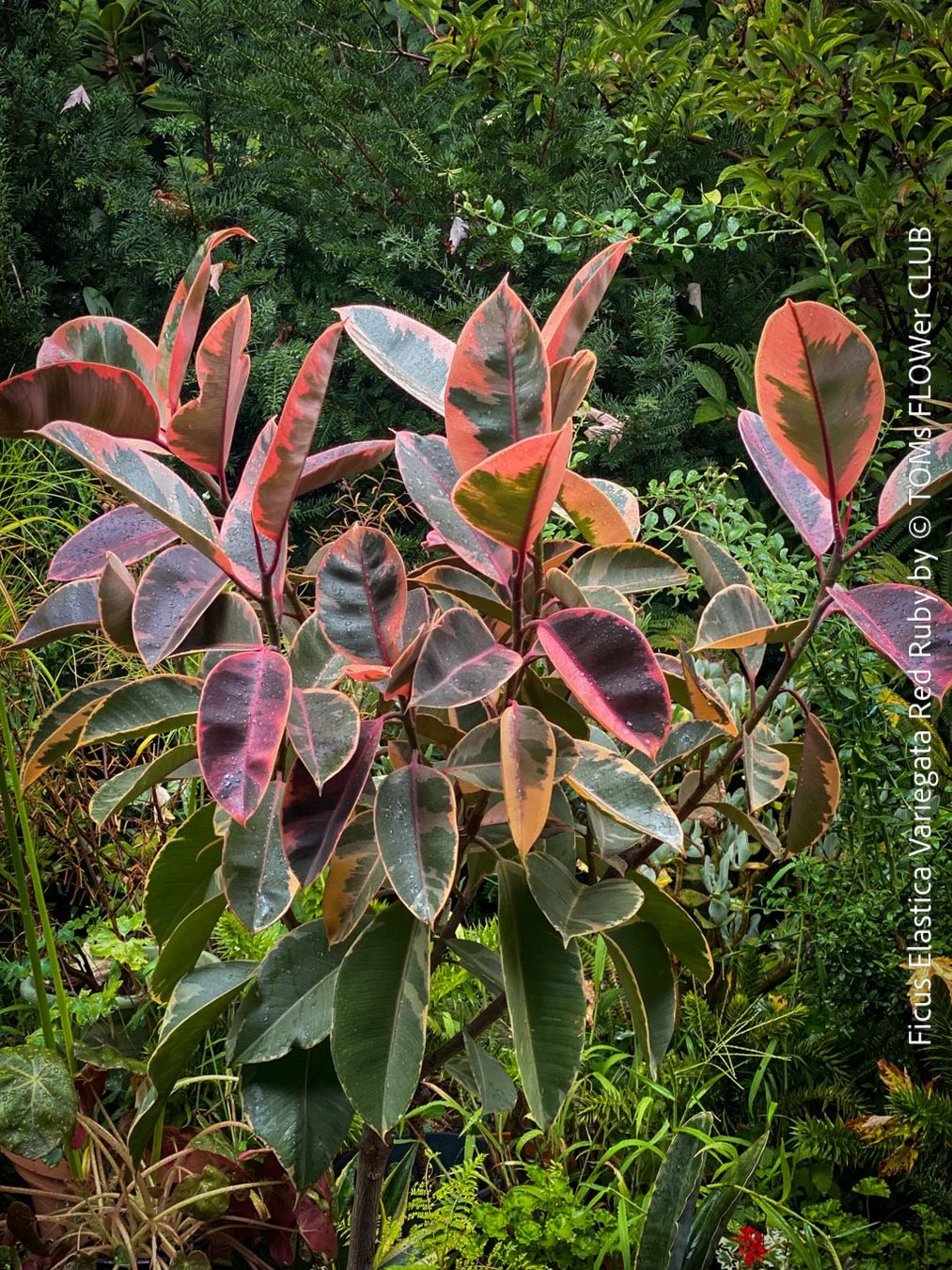 Pflanzen & Samen: Ficus Elastica Variegata Red Ruby - 130cm Baum – Neu und originalverpackt aus Adliswil von astom369 4