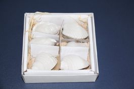 Muscheldeko neu