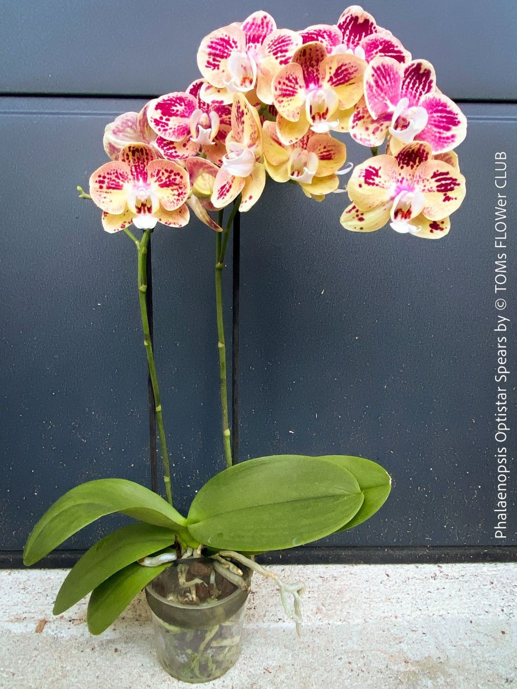 Piante & sementi: Phalaenopsis Optistar Spears - Orchidee mit modernen Blüten – Nuovo e nell'imballaggio originale da Adliswil venduto da TAKEYOURPLANT 1
