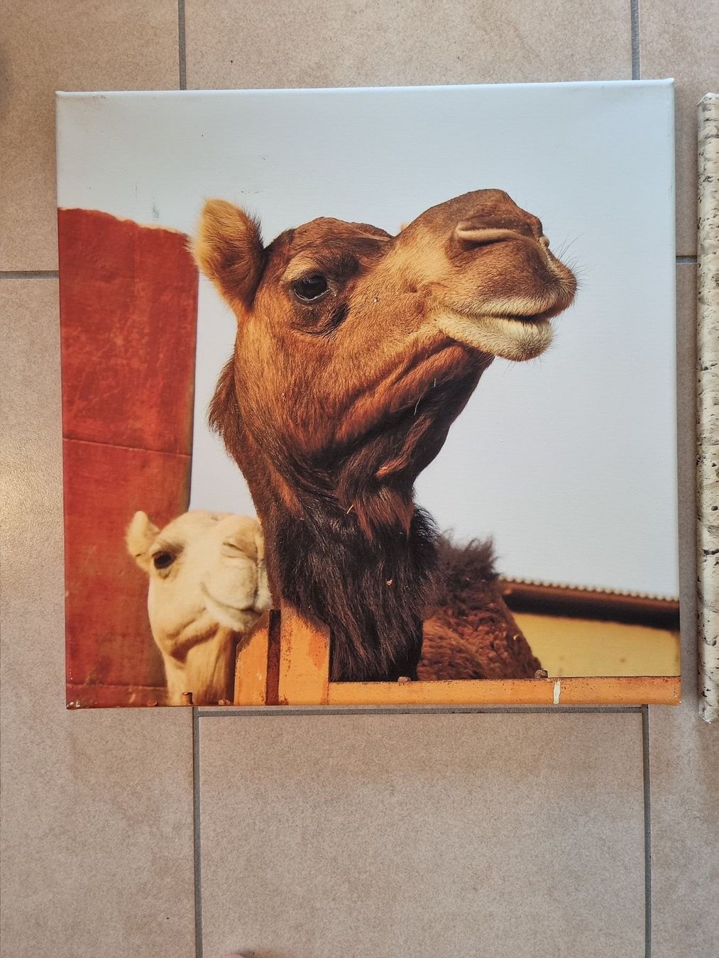 Dipinti: Canvas photography – Usato da Le Locle venduto da vri_c59x 1