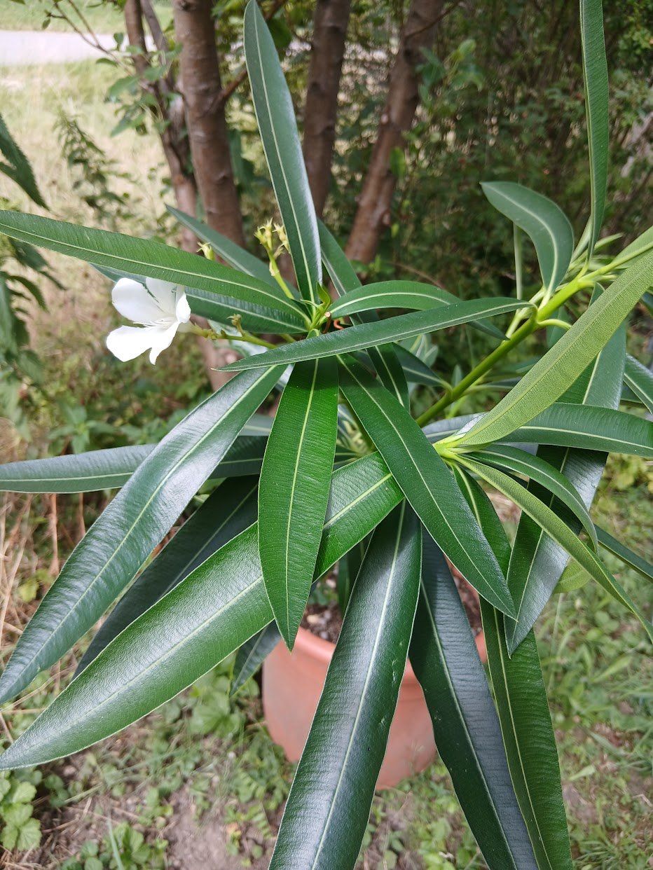 Pflanzen & Samen: Oleander  Weiss, Über 1 Meter – Gebraucht aus Dübendorf von Fip05 3