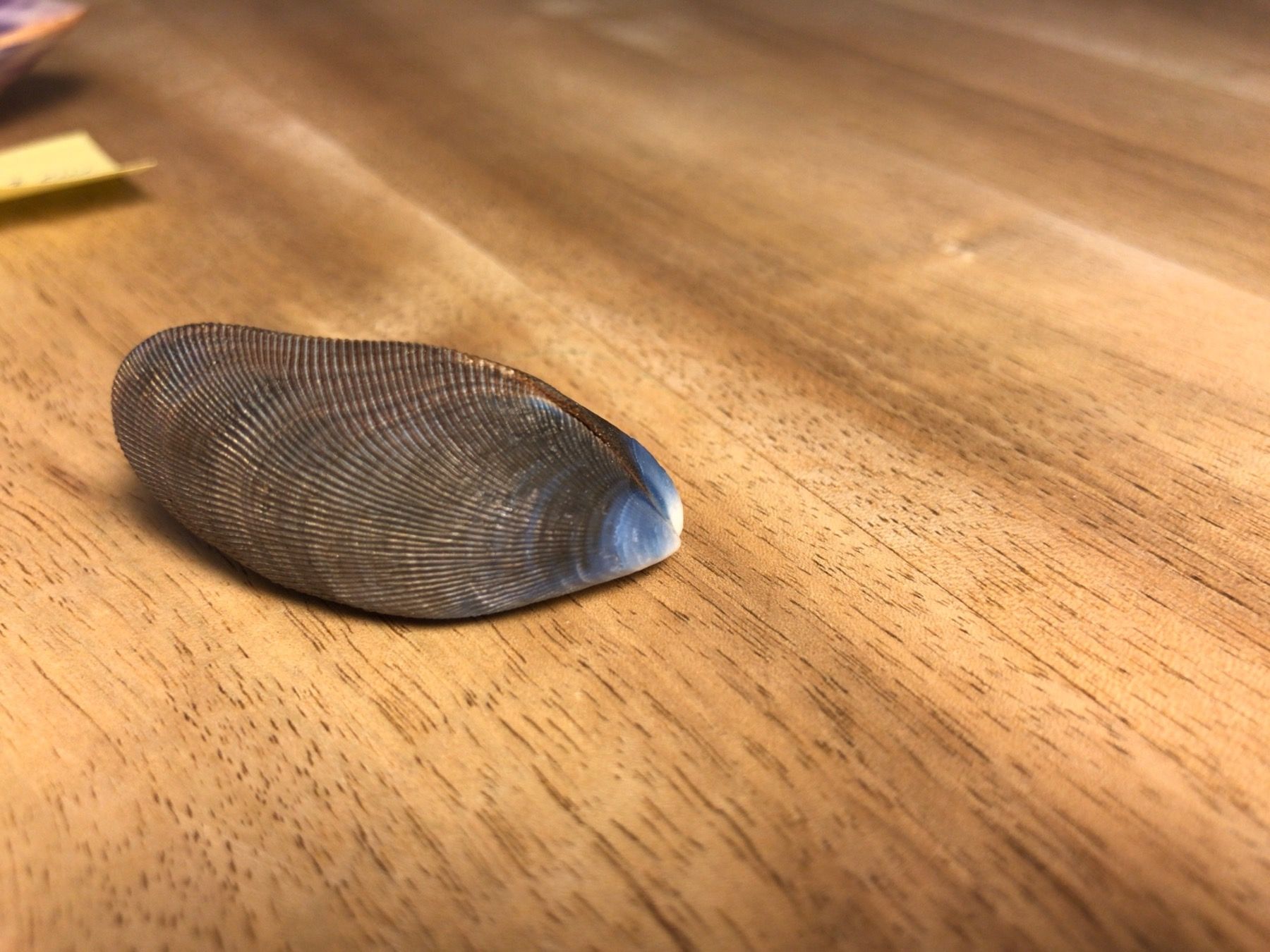 Fossilien: Muscheln 2 Stück, geschlossen – Gebraucht aus Thalwil von mabara42 5