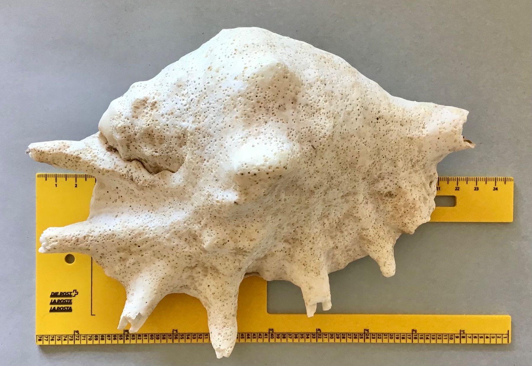 Fossili: grosse, schwere Meeres-Muschel – Usato da Bubendorf venduto da Alpenheidi 3