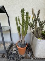  Austrocylindropuntia 