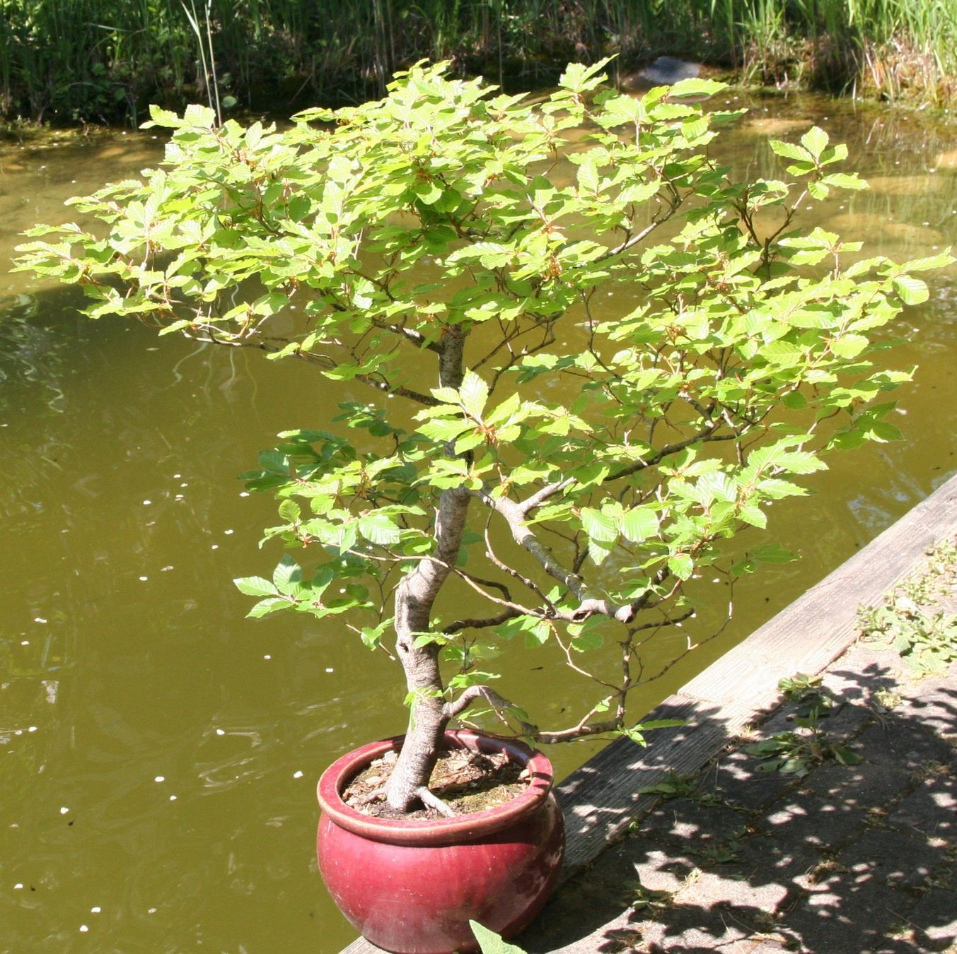BONSAI - Buche (Gebraucht) in Gretzenbach fr CHF 210  nur Abholung auf  Ricardo kaufen